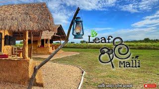 Leaf Ali Malli Thanamalwilla  කැලේ මැද තියෙන අමුතු හෝටලයේ දවස් දෙකක්  #leafalimalli #thanamalwila