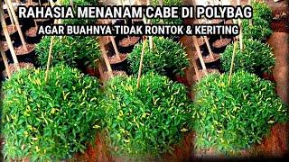 ️PERAWATAN TANAMAN CABE DI POLYBAG AGAR BUNGANYA TIDAK RONTOK