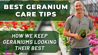 Best GERANIUM Care Tips - What Weve Learned To Keep Geraniums Looking Their Best