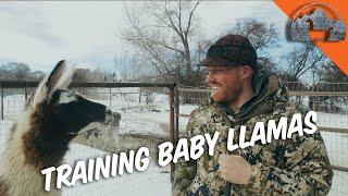 Training BABY LLAMAS - Ep.57 - Llama Life