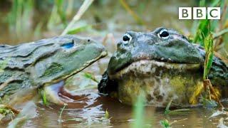 African GIANT bullfrogs battle for a mate  The Mating Game – BBC