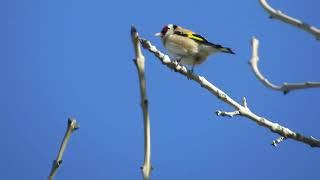 Goldfinch Singing #relaxingsounds #relaxing #birds #birdsounds