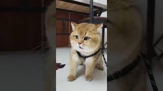 top funny cat and dog clips #shorts