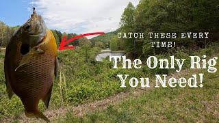 How To Catch Big Panfish From The Bank  Simple  Fishing Technique Catching Monster Bluegill