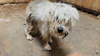 The puppy begged passersby to save him from a life sentence with a broken heart