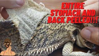 ULTIMATE FULL SHED BEARDED DRAGON PEELING EXTRA CRUNCHY 4K NOSE BOOGERS TWISTING TAIL CLEAN BELLY