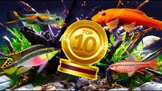 The Top 10 BEST Beginner Fish in The WORLD