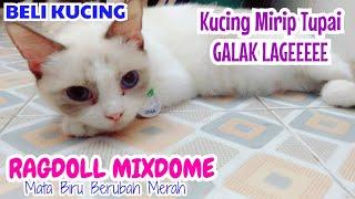 Beli Kucing Baru Ragdoll Shorthair Harga GRATIS Mirip Kucing Snowshoe Siamse