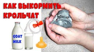 Как выкормить новорожденных крольчат без крольчихи?