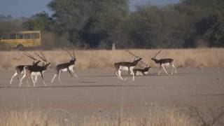 Black buck in Boxing ring