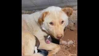 Dog with Her Newborn Babies gets Crib & Some Food