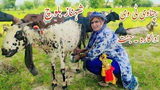 Goat milking  Shehnaz Baloch Rachnavi Tv Actress  Village Life Pakistan  Jannat Vlogs