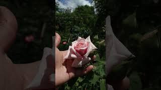 rosal Frédéric Mistral - roses - rosa - rosas - rose