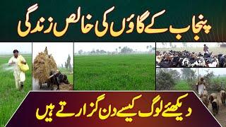 Punjab Ke Village Ki Pure Life - Village Life In Punjab Pakistan