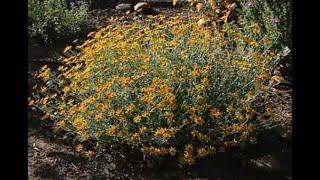 California Native Garden 2022 2023 Highlights