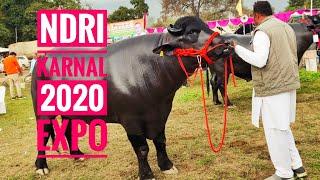 SUPER BEAUTY 4 TEETH MURRAH BULL ON RING NDRI KARNAL 2020