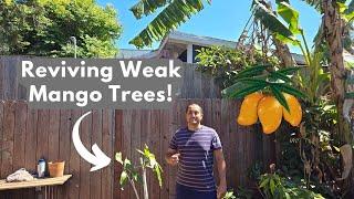 Digging Up and Moving Mango Trees Around