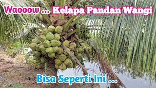 Kebun Kelapa Genjah Pandan Wangi  Budidaya dan Produksi Kelapa Muda  @yosephyoutube123