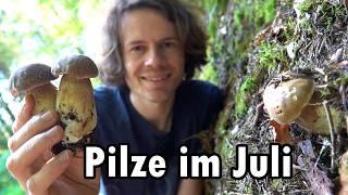 Steinpilze Pfifferlinge Stinkmorcheln und mehr- Pilze sammeln im Juli 2024