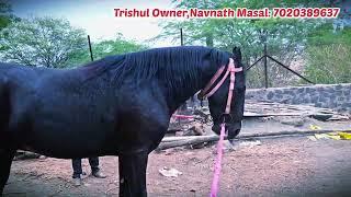 Marwar Horse Breeding Masal Brothers Stud Farm