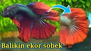 How to care for a damaged Betta fish tail fin