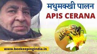 Apis Cerana more efficient then Apis Mellifera  Working with Apis Cerana  Bee Keeping India