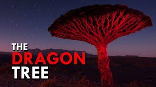 Dragon Blood Tree One Of The Rarest Trees In The World