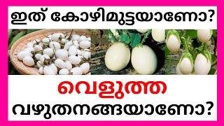 ഇത് കോഴിമുട്ടയാണോ? വെളുത്ത വഴുതനങ്ങയാണോ?  WHITE BRINJAL