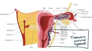 USMLE Step 1 Anatomy - Female Ligaments and Local Structures