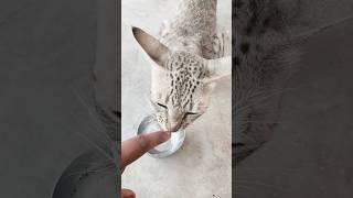 Cat hungry #shortvideo #viral #ytshorts