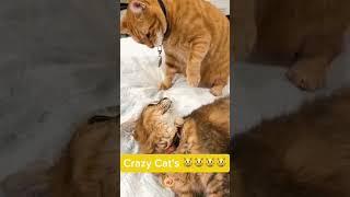 Crazy cats  #cats #catshorts #angrycat #shortsvideo #shorts #short #fypシ゚viral