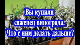 Вы купили саженец винограда. Что дальше?  You bought a grape seedling. What to do with it next?