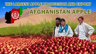 The largest apple production and export in Afghanistan