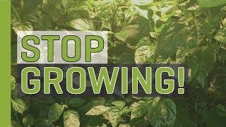 Stop Growing Start Budding and Flowering