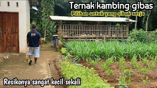 TERNAK KAMBING GIBAS UNTUK PEMULA YANG SIBUK KERJA