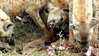 Amazing Sounds of Hyenas Crunching Buffalo Bones