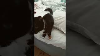 My cat loves candy ️  #cute #cutecat #funny #funnycats #viral #trending