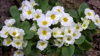 Primrose flowers opening - UHD 4K