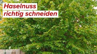 Haselnuss schneiden - Schritt für Schritt Anleitung für den perfekten Rückschnitt für Strauch & Baum