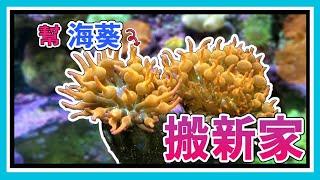 How to make the anemone stick on the rock easily?     【阿宅 X Danes Aquarium】