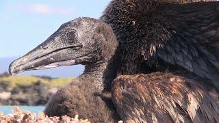 Flightless Cormorants