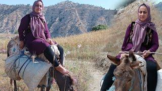 donkey riding The effort of a nomadic woman in the heat among the golden wheat fields