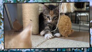 Foster Kitten Livestream S9 E20 - June 11 2024