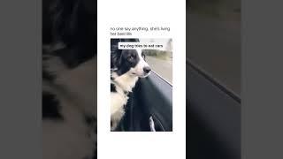 MY DOG TRYING TO EAT CARS  Sweedy Ice