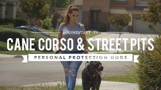 CANE CORSO & STREET PITS AS PROTECTION DOGS