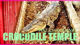 Bangkoks Crocodile Temple - Wat Chakrawat - Bangkok Thailand Travel