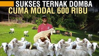 MODAL 600 RIBU BISA KEMBANGKAN TERNAK DOMBA SAMPAI JASA AQIQAH & QURBAN