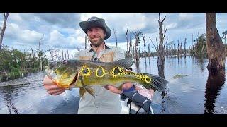 Voyage de pêche en Amazonie Brésilienne à la recherche du Peacock Bass 4K