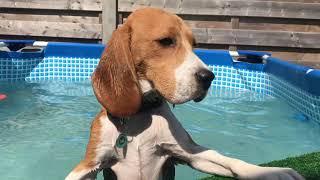 Crying Beagle Puppy in the POOL