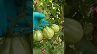 Итоги выращивания томатов в мобильных грядках и не только на 31.07.2023